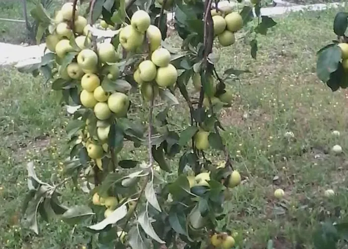 Rosina Bed & Breakfast