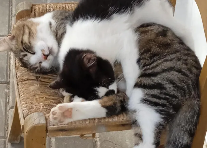 Bed & Breakfast Rosina 3*